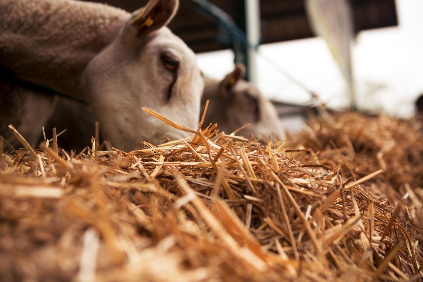 Perbeemd is een dierenartsenpraktijk die zich richt op landbouwhuisdieren, paarden, geiten, schapen en varkens. 