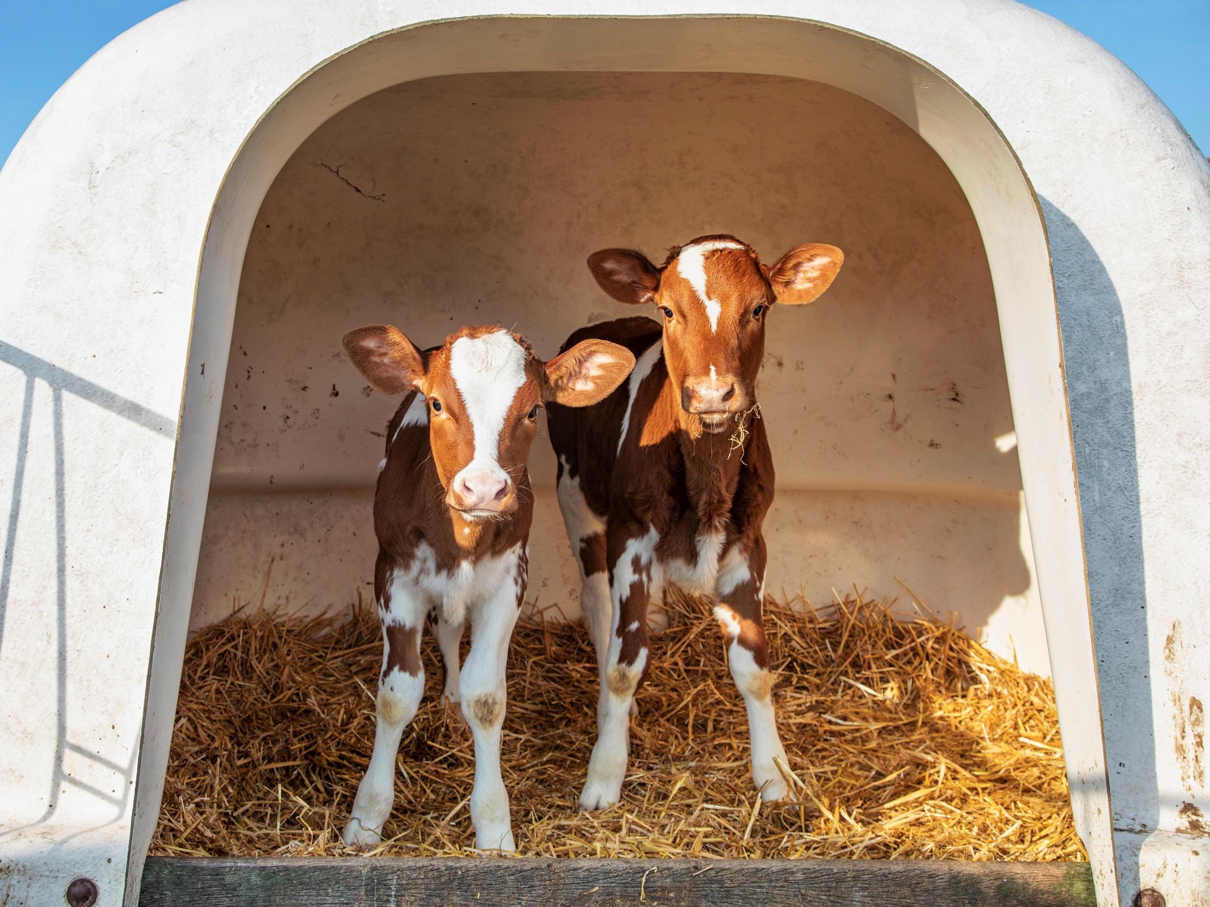 Perbeemd is een dierenartsenpraktijk die zich richt op landbouwhuisdieren, paarden, geiten, schapen en varkens. 