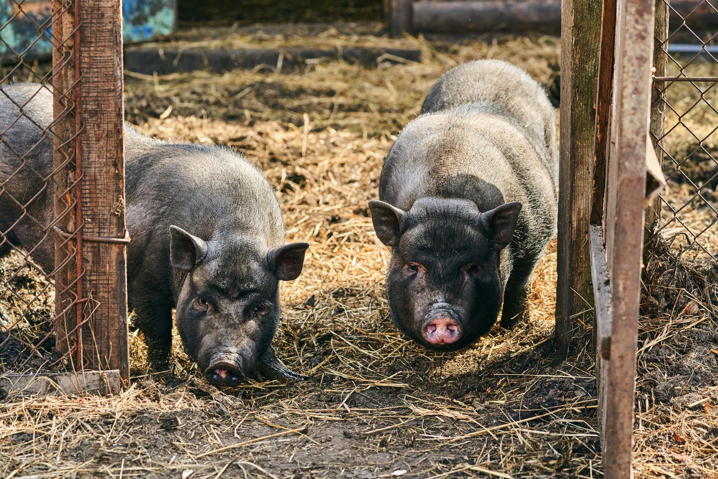 Perbeemd is een dierenartsenpraktijk die zich richt op landbouwhuisdieren, paarden, geiten, schapen en varkens. 