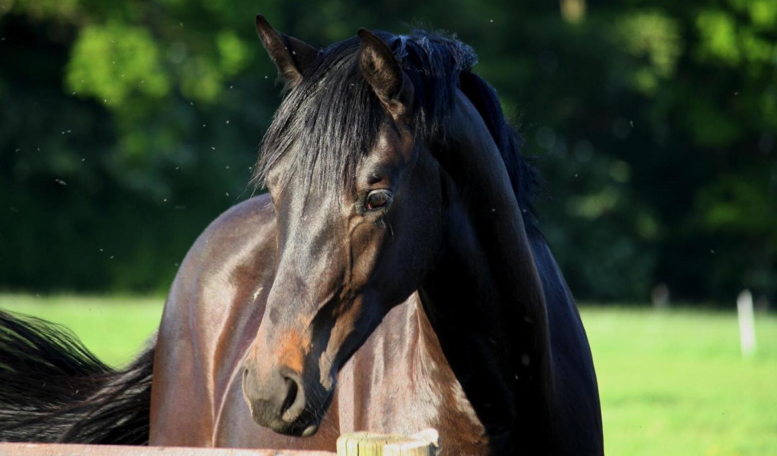 Perbeemd is een dierenartsenpraktijk die zich richt op landbouwhuisdieren, paarden, geiten, schapen en varkens. 