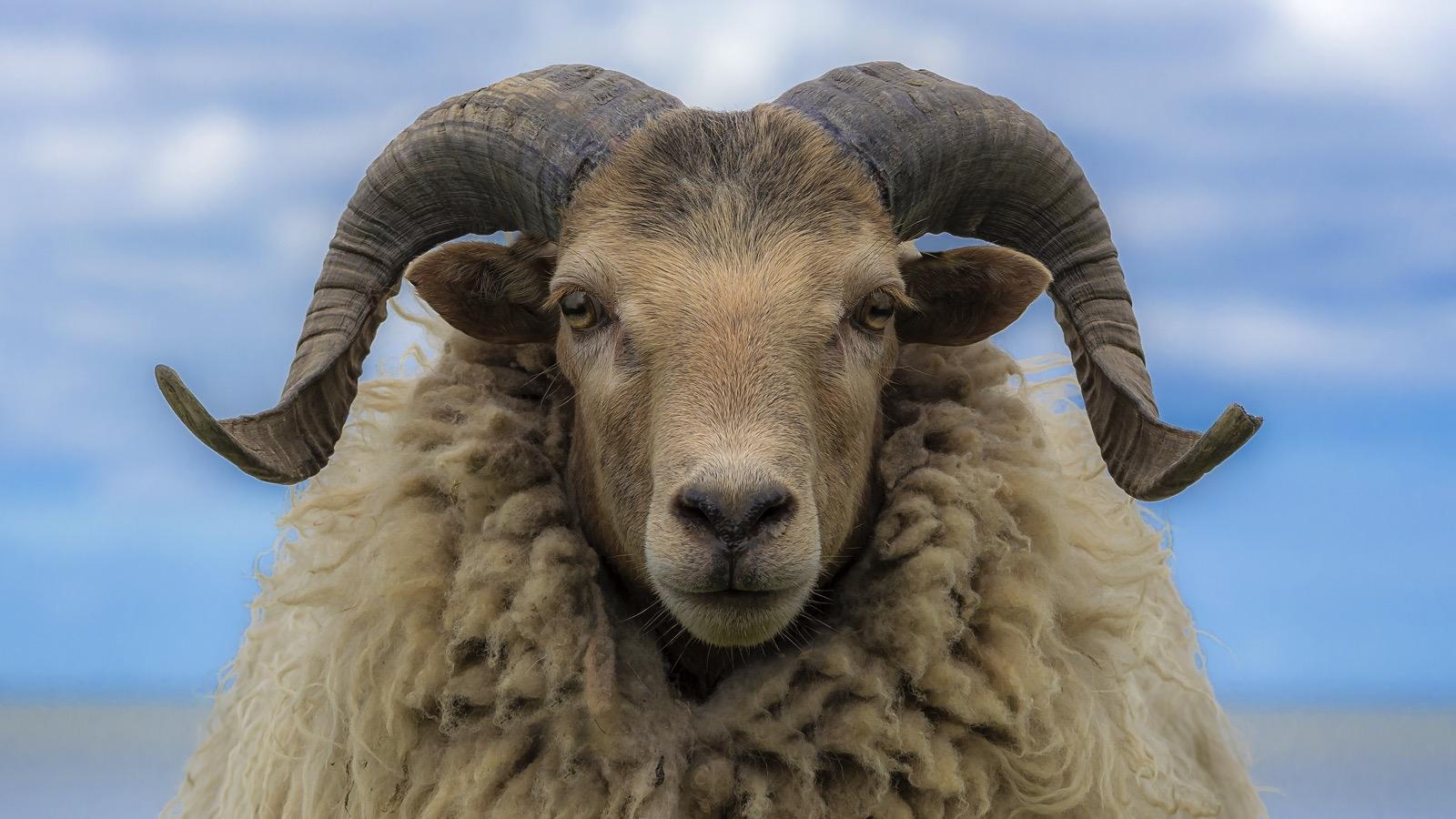 Perbeemd is een dierenartsenpraktijk die zich richt op landbouwhuisdieren, paarden, geiten, schapen en varkens. 