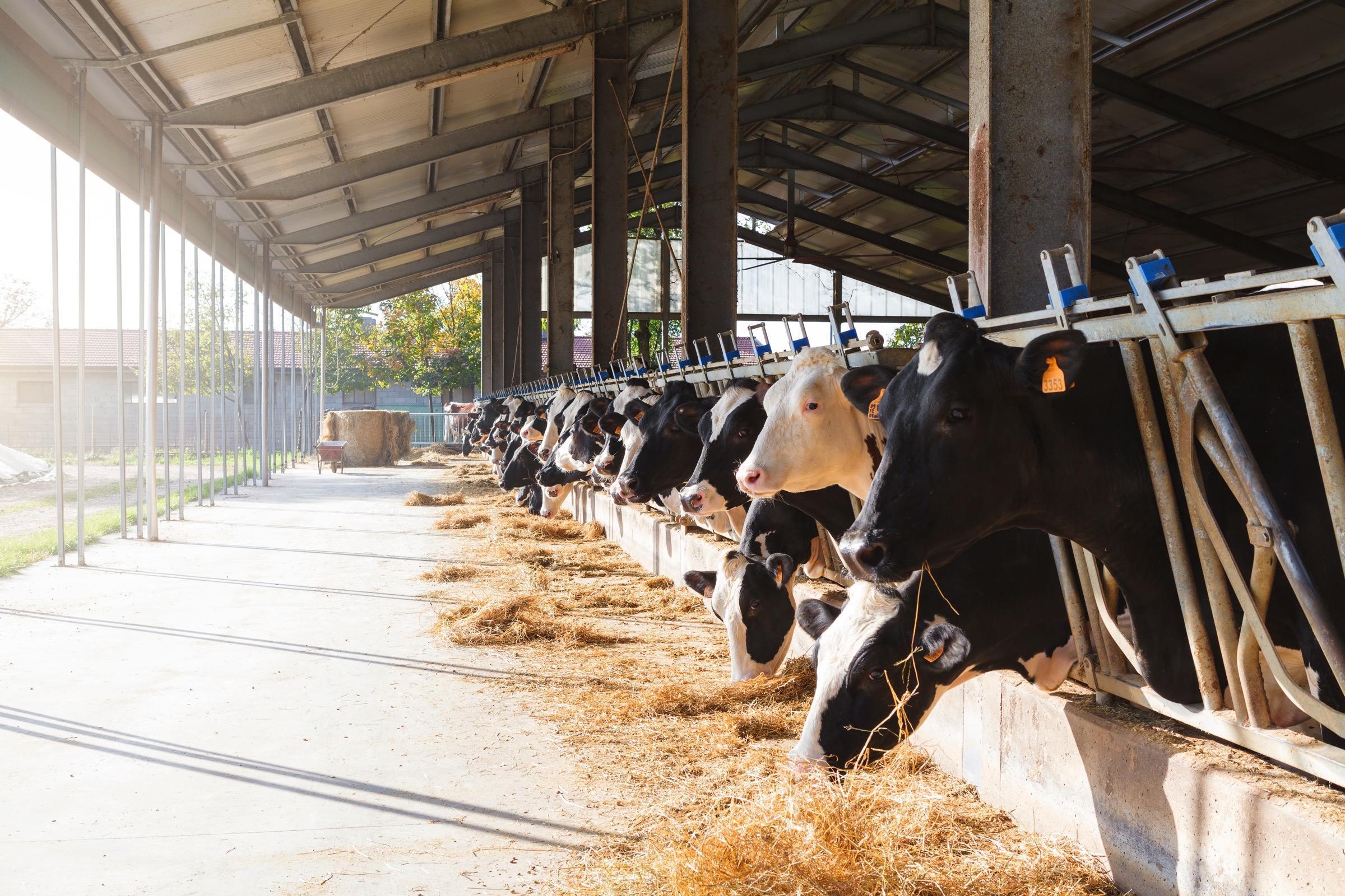 Perbeemd is een dierenartsenpraktijk die zich richt op landbouwhuisdieren, paarden, geiten, schapen en varkens. 